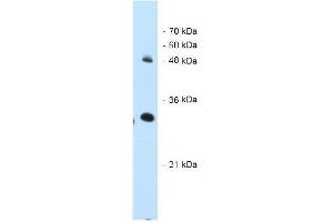 ATP7A antibody used at 2. (ATP7A antibody)