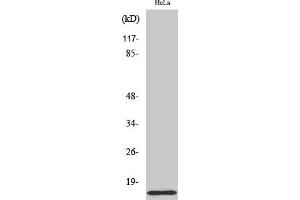 anti-COX17 Cytochrome C Oxidase Assembly Protein 17 (COX17) (AA 1-80) antibody