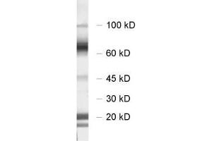 Western Blotting (WB) image for anti-Solute Carrier Family 6 (Neurotransmitter Transporter, GABA), Member 11 (SLC6A11) (AA 612-627) antibody (ABIN1742537) (SLC6A11 antibody  (AA 612-627))