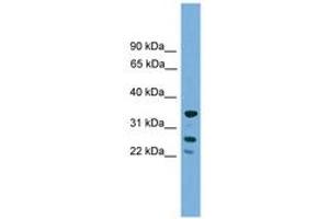 Image no. 1 for anti-H1 Histone Family, Member O, Oocyte-Specific (H1FOO) (C-Term) antibody (ABIN6745016)