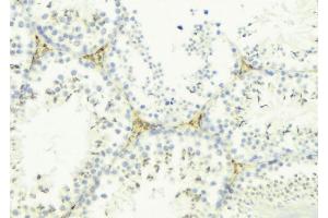 ABIN6276481 at 1/100 staining Mouse testis tissue by IHC-P. (LYZL6 antibody  (Internal Region))