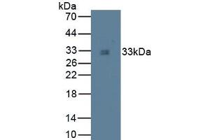 Detection of TPS in Canine Liver Tissue using Monoclonal Antibody to Tryptase (TPS) (TPSAB1 antibody  (AA 151-275))