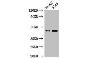 Western Blot Positive WB detected in: HepG2 whole cell lysate, A549 whole cell lysate All lanes: PIGK antibody at 2. (PIGK antibody  (AA 91-293))