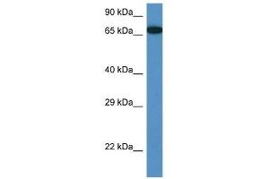 Western Blot showing Mbtd1 antibody used at a concentration of 1. (MBTD1 antibody  (Middle Region))