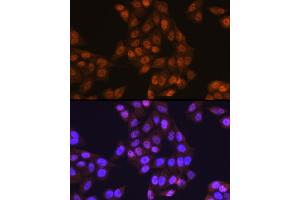 Immunofluorescence analysis of HeLa cells using UB Rabbit pAb (2359) at dilution of 1:100 (40x lens).