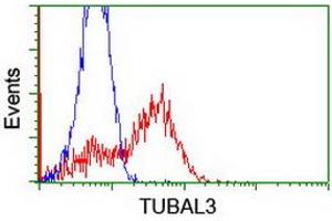 Flow Cytometry (FACS) image for anti-Tubulin, alpha-Like 3 (TUBAL3) (AA 150-446) antibody (ABIN1490958) (TUBAL3 antibody  (AA 150-446))