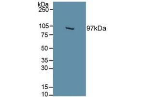 EPAS1 抗体  (AA 21-336)