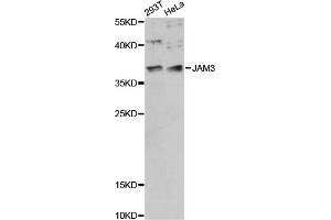 Western blot analysis of extracts of various cell lines, using JAM3 antibody (ABIN6290538) at 1:1000 dilution.