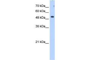 Western Blotting (WB) image for anti-Sulfatase 2 (SULF2) antibody (ABIN2459276)