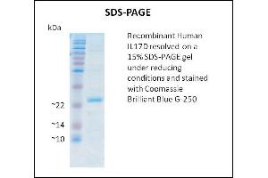 IL17D Protein