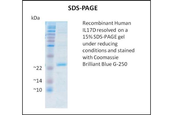 IL17D Protein