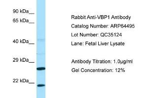 Western Blotting (WB) image for anti-Prefoldin Subunit 3 (PFDN3) (C-Term) antibody (ABIN971989) (VBP1 antibody  (C-Term))