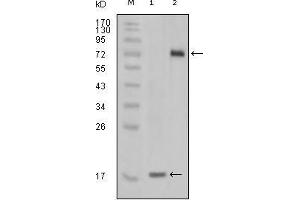 Western blot analysis using STYK1 mouse mAb against truncated STYK1 recombinant protein(1) and STYK1 (aa47-422)-hIgGFc transfected CHO-K1 cell lysate (2). (STYK1 antibody)