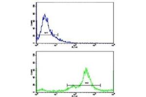 Flow cytometric analysis of MDA-231 cells using NDRG1 antibody (green) compared to a  negative control (blue). (NDRG1 antibody  (AA 12-40))