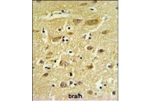HIAT1 Antibody (C-term) (ABIN653933 and ABIN2843165) IHC analysis in formalin fixed and paraffin embedded human brain tissue followed by peroxidase conjugation of the secondary antibody and DAB staining. (HIAT1 antibody  (C-Term))