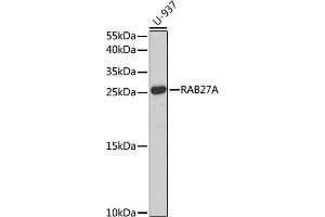 Western blot analysis of extracts of U-937 cells, using RA antibody (ABIN3015732, ABIN3015733, ABIN3015734, ABIN1682427 and ABIN1682428) at 1:1000 dilution. (RAB27A antibody  (AA 1-221))