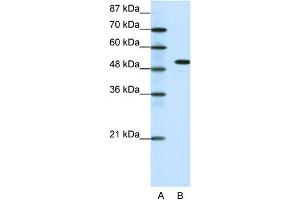 WB Suggested Anti-SPIB Antibody Titration: 0. (SPIB antibody  (C-Term))