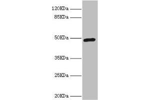 Western blot All lanes: LILRB4 antibody at 4. (LILRB4 antibody  (AA 22-259))