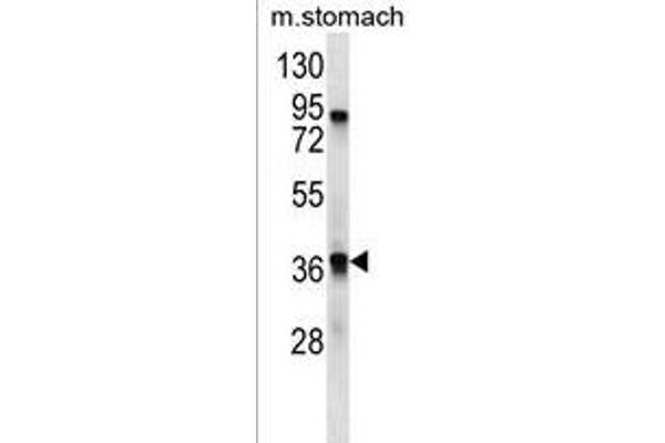 TAAR9 antibody  (C-Term)
