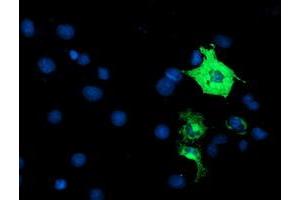 Anti-ANAPC2 mouse monoclonal antibody (ABIN2454936) immunofluorescent staining of COS7 cells transiently transfected by pCMV6-ENTRY ANAPC2 (RC207539). (ANAPC2 antibody)