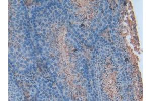 Used in DAB staining on fromalin fixed paraffin- embedded intestine tissue (Annexin V antibody  (AA 1-319))