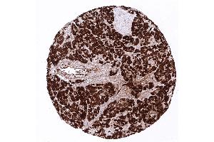 pancreas (CPA1 antibody)