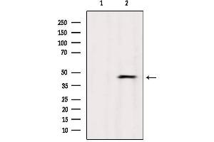 Western blot analysis of extracts from Mouse brain, using ABHD3 Antibody. (ABHD3 antibody  (Internal Region))