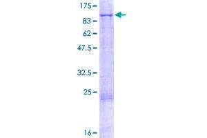 KEL Protein (AA 1-732) (GST tag)