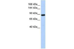 HACE1 antibody used at 1 ug/ml to detect target protein.