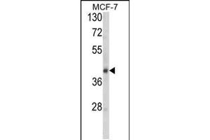 Western blot analysis of SERPINA9 Antibody in MCF-7 cell line lysates (35ug/lane)