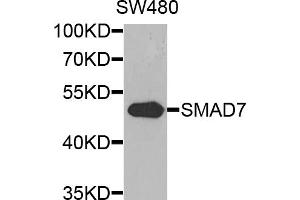 Western blot analysis of extracts of SW480 cells, using SMAD7 antibody (ABIN5974438) at 1/1000 dilution. (SMAD7 antibody)