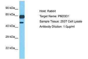 Host: Rabbit Target Name: PM20D1 Sample Type: 293T Whole Cell lysates Antibody Dilution: 1. (PM20D1 antibody  (N-Term))
