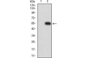 Western blot analysis using CHRNE mAb against HEK293 (1) and CHRNE (AA: extra 21-239)-hIgGFc transfected HEK293 (2) cell lysate. (CHRNE antibody  (AA 21-239))