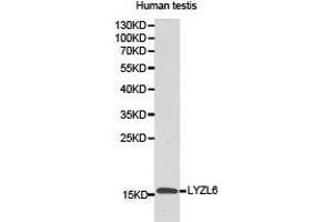 Western Blotting (WB) image for anti-Lysozyme-Like 6 (LYZL6) antibody (ABIN1873578)