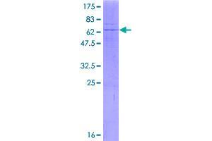 B4GALT6 Protein (AA 1-343) (GST tag)