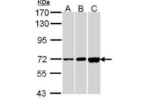 CNGA2 antibody  (C-Term)