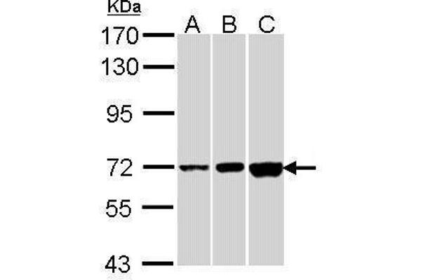 CNGA2 Antikörper  (C-Term)