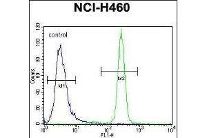 IL6 Antibody (Center) (ABIN656406 and ABIN2845700) flow cytometric analysis of NCI- cells (right histogram) compared to a negative control cell (left histogram). (IL-6 antibody  (AA 27-55))