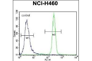 IL6 Antibody (Center) (ABIN656406 and ABIN2845700) flow cytometric analysis of NCI- cells (right histogram) compared to a negative control cell (left histogram). (IL-6 antibody  (AA 27-55))