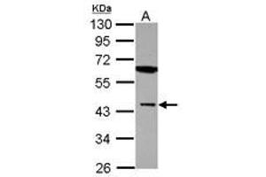 Image no. 1 for anti-Muscleblind-like Protein 1 (MBNL1) (AA 81-326) antibody (ABIN1499331) (MBNL1 antibody  (AA 81-326))