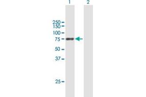 Western Blot analysis of PPEF1 expression in transfected 293T cell line by PPEF1 MaxPab polyclonal antibody. (PPEF1 antibody  (AA 1-653))