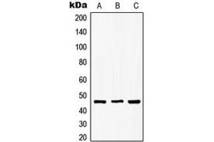 Western blot analysis of GSK3 beta (pS9) expression in MCF7 (A), NIH3T3 (B), PC12 (C) whole cell lysates. (GSK3 beta antibody  (N-Term, pSer9))