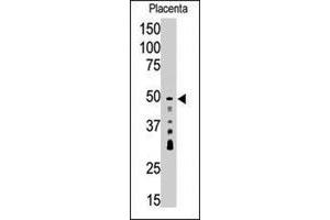 Western blot analysis of SIRT7 polyclonal antibody  in placenta tissue lysate (35 ug/lane). (SIRT7 antibody  (C-Term))