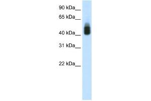 WB Suggested Anti-SOX3 Antibody Titration:  1. (SOX3 antibody  (C-Term))