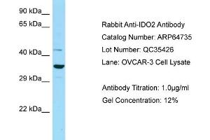 Western Blotting (WB) image for anti-Indoleamine 2,3-Dioxygenase 2 (IDO2) (N-Term) antibody (ABIN2789941) (IDO2 antibody  (N-Term))