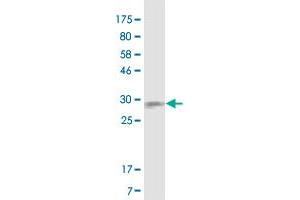 Western Blot detection against Immunogen (23. (CD40 antibody  (AA 21-193))