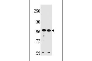 Western blot analysis in Hela,K562 cell line lysates (35ug/lane). (WDR3 antibody  (N-Term))