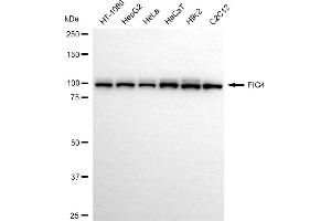 Western blotting analysis using FIG4 antibody (ABIN7798619).