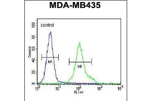 Flow cytometric analysis of MDA-MB435 cells (right histogram) compared to a negative control cell (left histogram). (ZNF605 antibody  (N-Term))