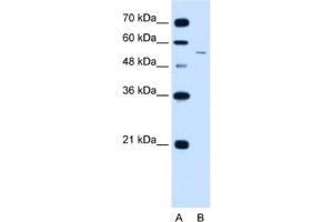 Western Blotting (WB) image for anti-LOC728227 (LOC728227) antibody (ABIN2462911) (LOC728227 antibody)